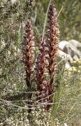 Frare de romaní (Orobanche purpurea)