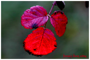 Hoja de Rubus ulmifolius
