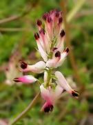 Fumdeterra, Fumaria ( Fumaria capreolata)