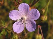 Gerani de prat (Geranium pratense)