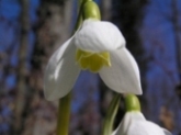 Lliri de Neu (Galanthus nivalis)