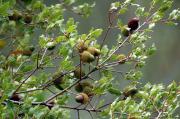 Garric. Coscoja (Quercus coccifera)