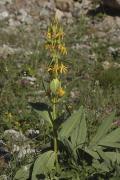 Genciana groga (Gentiana burseri)