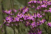 Herba de Santa Paula (Centaurium quadrifolium)