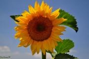 Gira-sols(Helianthus annuus)