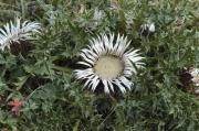 Carlina Cínara (Carlina acanthifolia)