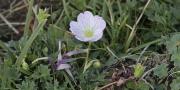 Geranium argeteum (Geraniáceas)