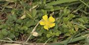 Potentilla reptans