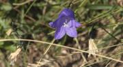 Campaneta de fulla rodona (Campanula rotundifolia)