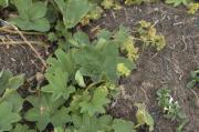 Herba botera o pota de lleó (Alchemilla vulgaris)