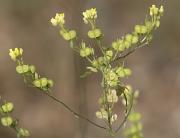 Herba de les llunetes (Biscutella laevigata)