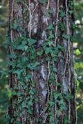 Heura (Hedera helix)