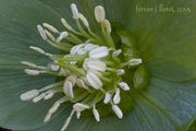 Helleborus viridis L.