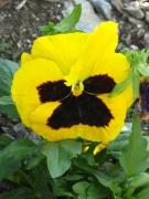 Pensamiento (Viola tricolor híbrida)