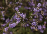 Ensopeguera (Limonium sp.)