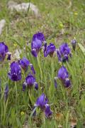 Lliri blau (Iris germanica)  1de2