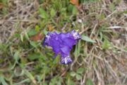 Lliri blau (Iris germanica)  2de2