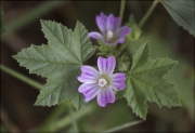 Malva crètica (Lavatera cretica)