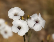 Maleïda, Lli blanc (Linum suffruticosum)