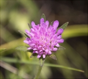 Escabiosa negra (Knautia arvernensis)