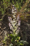 Sàlvia romana (Salvia sclarea)