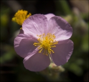 Estepa blanca (Cistus albidus)