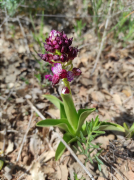 Orquídia purpúria (Orchis purpurea)