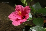 Hibiscus