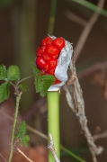 Sarriassa (Arum italicum)