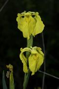 Lliri groc (Iris pseudacorus)