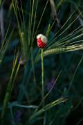 Rosella (Papaver rhoeas)