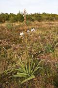 Albó o porrassa (Asphodelus cerasiferus)  2de3