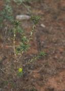 Card cigrell (Carlina corymbosa) 1de2