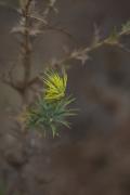 Card cigrell (Carlina corymbosa) 2de2