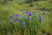 Lliri blau (Iris germanica) 1de2