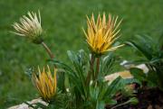 Gazania x hybrida 2de2