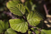 Fulles d'esbarzer (Rubus sp.)