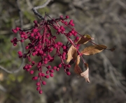 Fruits de Noguerola (Pistacia terebinthus)