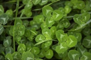 Trèvol (Trifolium sp.)