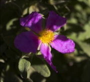 Estepa blanca (Cistus albidus)