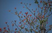 Arç (Crataegus monogyna) 1de2