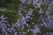 Llimoni (Limonium virgatum)