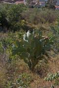 Figuera de moro. Opuntia ficus-indica