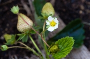 Flor maduixot.Fragaria x ananassa