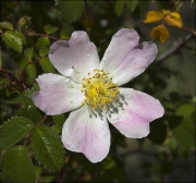 Flor d'esbarzer (Rubus sp.)