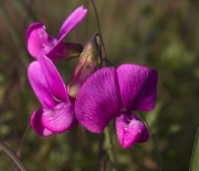 Pèsol bord (Lathyrus latifolius)