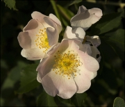 Flors d'esbarzer (Rubus sp.)