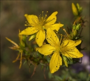 Herba de Sant Joan (Hyperycum perforatum)