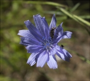 Xicòria (Cichorium intybus)