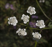 Pastanaga borda (Daucus Carota)